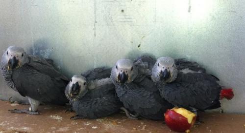 Для тех кто хочет озаботиться покупкой крупного попугая! 

