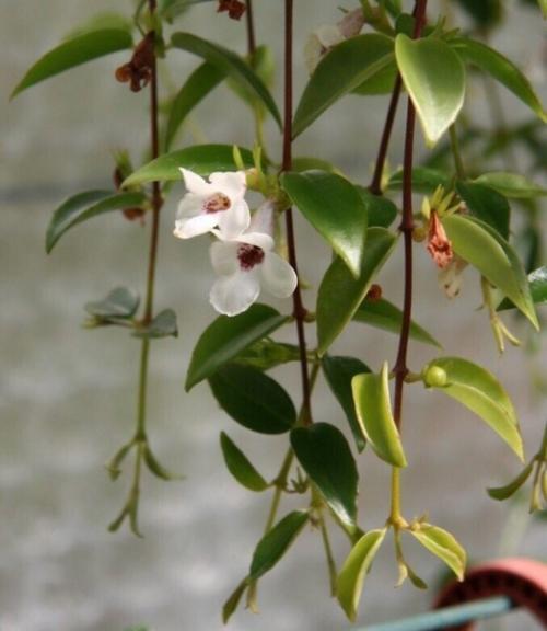 Кодонанта - изящная комнатная верхолазка. 01