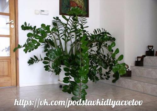 Замиокулькас - элегантный джентльмен. 04