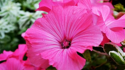 Беспроблемный сад: 7 лучших цветов - самосевок. 05