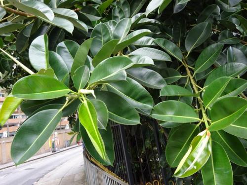 Самые ядовитые комнатные растения: 10 фото.

