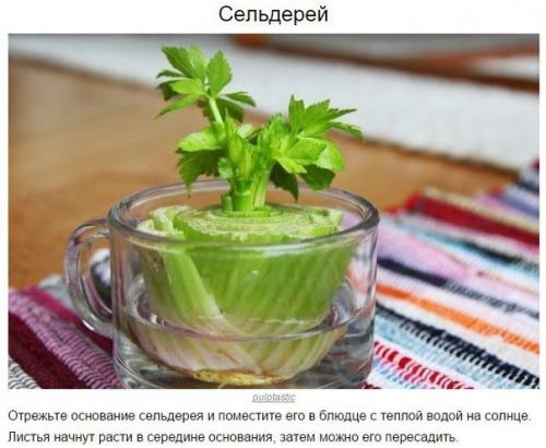 8 овощей, которые можно купить один раз, а потом выращивать всегда. 05