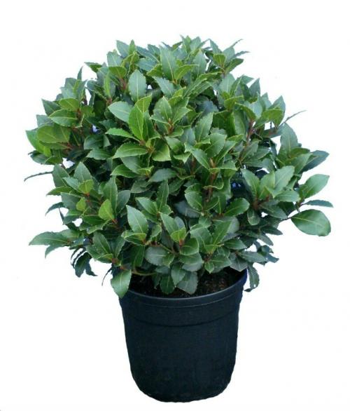 Лавр: уход в домашних условиях. 04