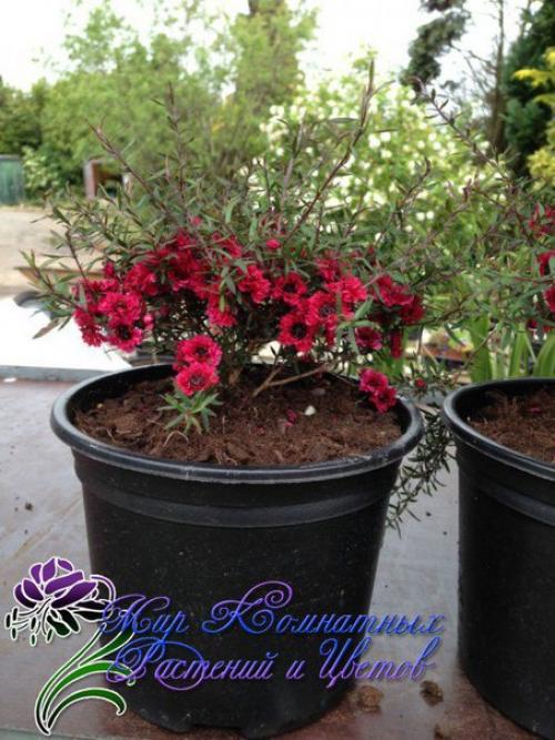 Манука - королева кадочных? 05 Манука - королева кадочных? 05