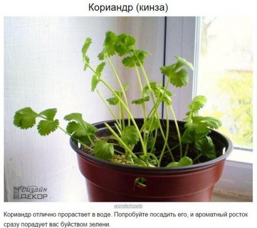 8 овощей, которые можно купить один раз, а потом выращивать всегда. 07