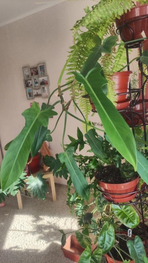 У вас мало света? 01