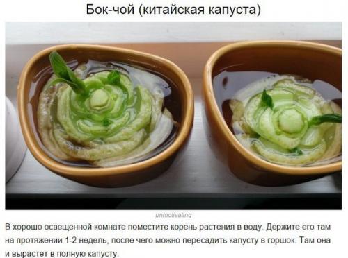 8 овощей, которые можно купить один раз, а потом выращивать всегда. 02