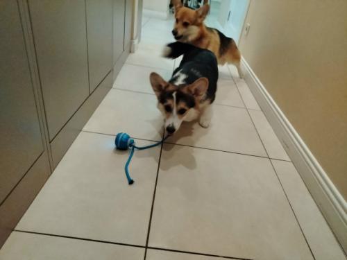 Игрушка.  Когда в доме два собаки, они неизбежно делят между собой территорию, игрушки и внимание хозяев.