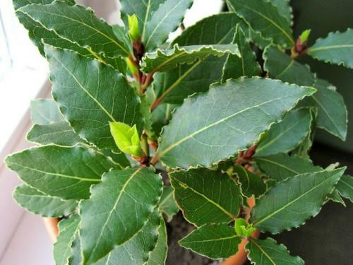 Лавр: уход в домашних условиях.

