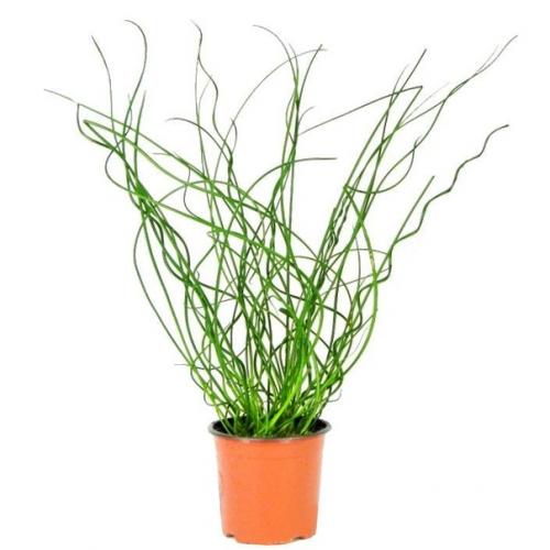 Ситник - Бигуди в горшочке. 04