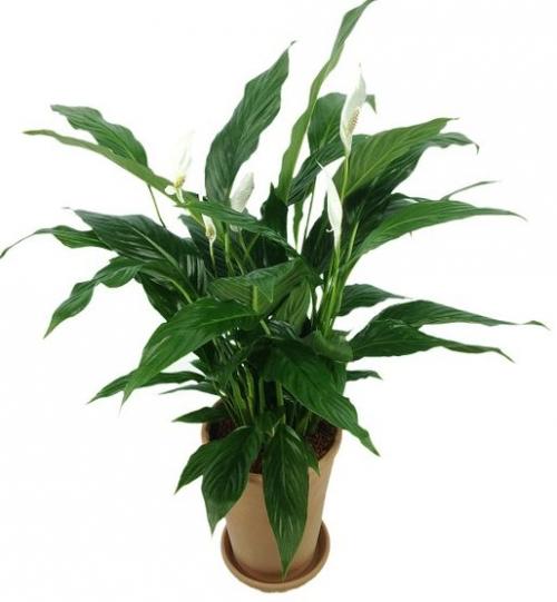 Самые ядовитые комнатные растения: 10 фото. 01