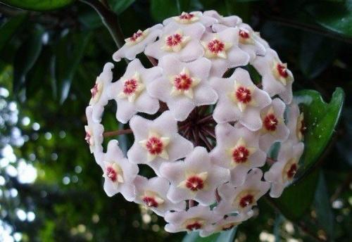 8 домашних растений вместо освежителей воздуха и Саше. 03