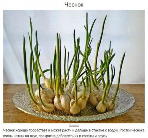 8 овощей, которые можно купить один раз, а потом выращивать всегда. 01