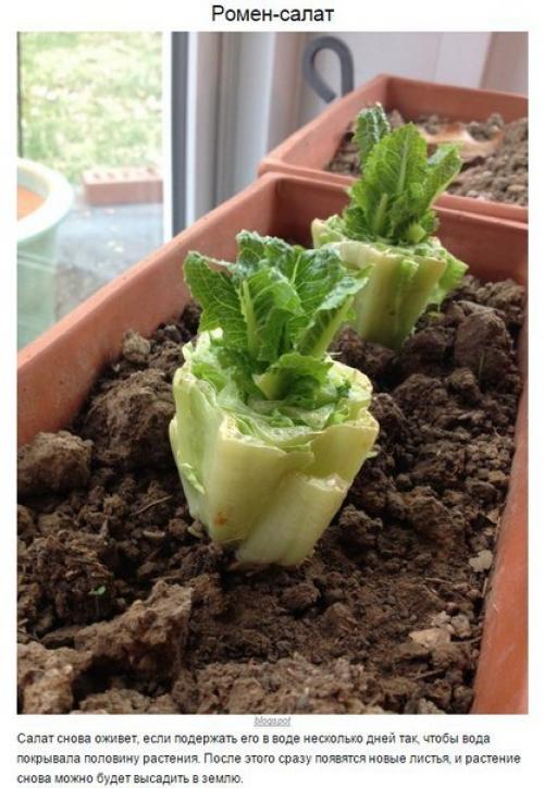 8 овощей, которые можно купить один раз, а потом выращивать всегда. 06