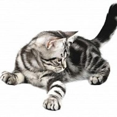 Главный кошачий секрет. 05