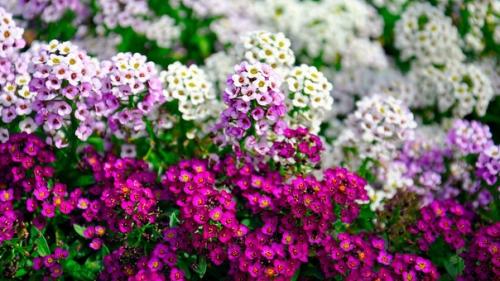 Беспроблемный сад: 7 лучших цветов - самосевок. 02