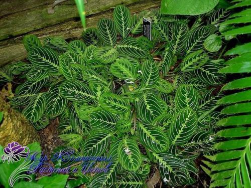 Маранта: условия содержания?