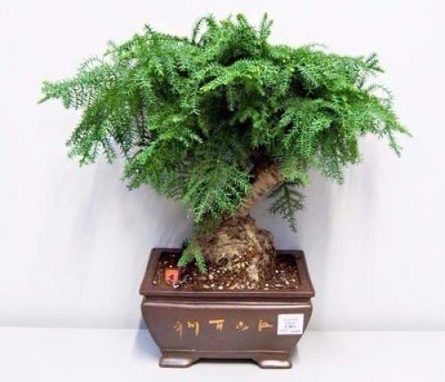 8 домашних растений вместо освежителей воздуха и Саше. 07