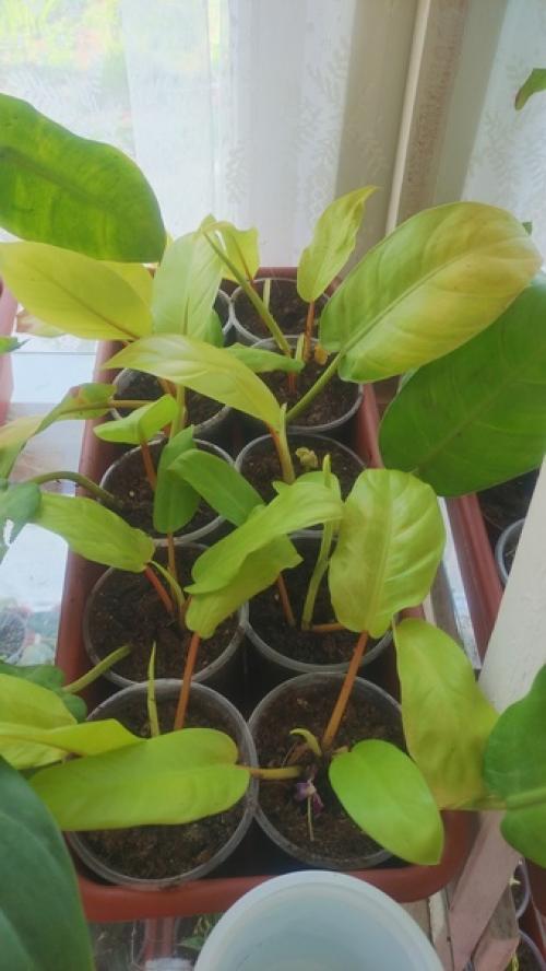 У вас мало света? 02