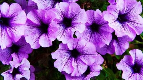 Беспроблемный сад: 7 лучших цветов - самосевок. 04