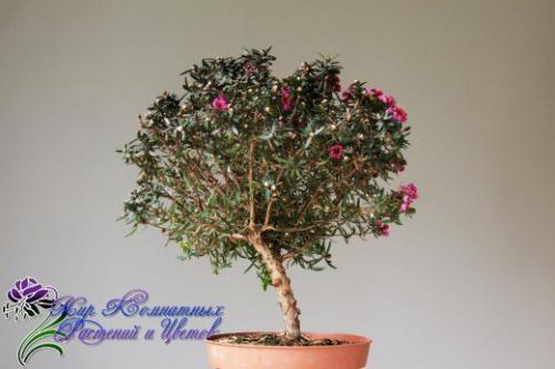 Манука - королева кадочных? 03 Манука - королева кадочных? 03