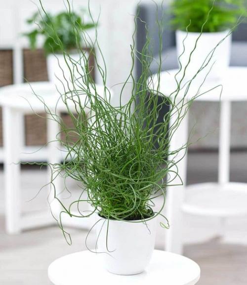 Ситник - Бигуди в горшочке. 02