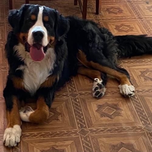 Всем добрый день подскадите пожалуйста, какое напольное покрытие вы бы посоветовали? 02