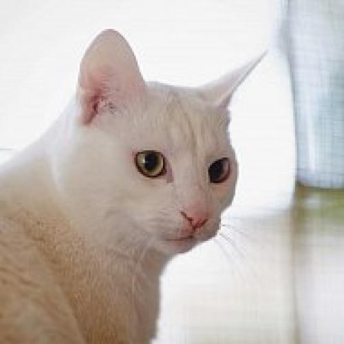 Главный кошачий секрет. 04