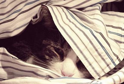 Главный кошачий секрет. 01