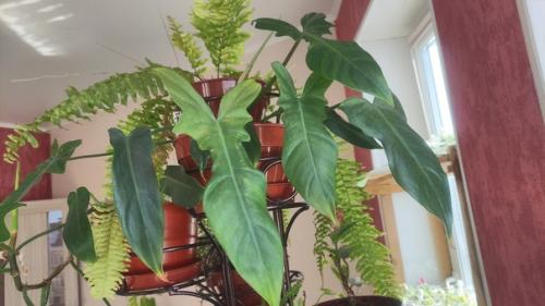 У вас мало света? 04