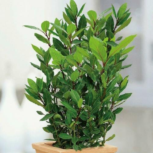 Лавр: уход в домашних условиях. 02