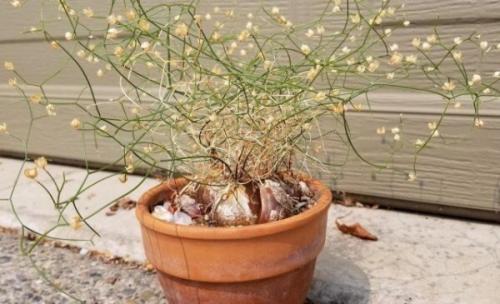 Схизобазис - странный вид и простой характер. 02 Схизобазис - странный вид и простой характер. 02