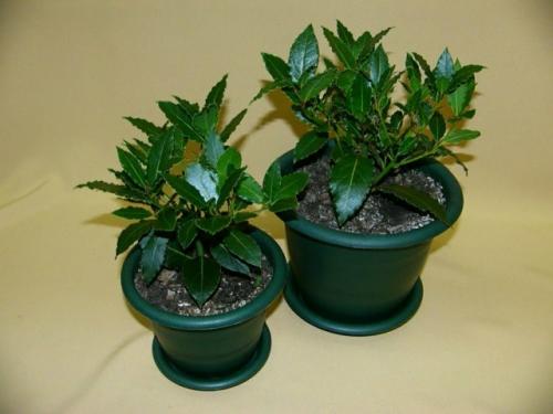 Лавр: уход в домашних условиях. 03