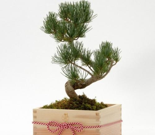 О том, как Японизировать собственный дом. 03