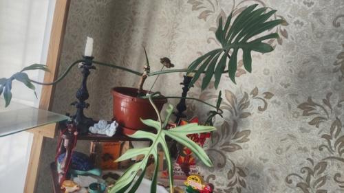 У вас мало света? 03