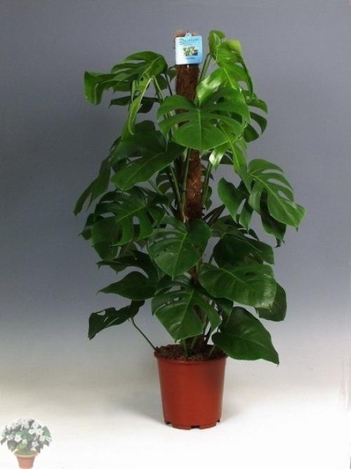 ифы о врeдe монстeры. 01