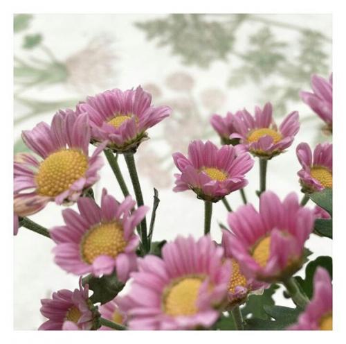 Как приготовить комнату к весне?