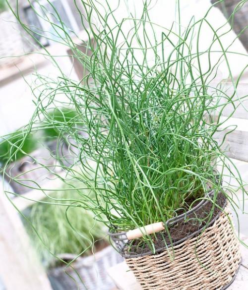 Такое растение, как джункус или ситник является чем-то новым и не совсем обычным для дизайна интерьеров. 01