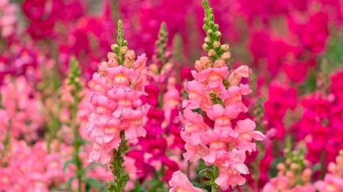 Беспроблемный сад: 7 лучших цветов - самосевок. 03