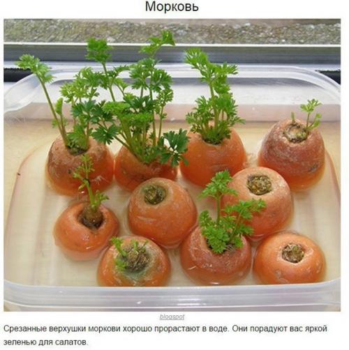 8 овощей, которые можно купить один раз, а потом выращивать всегда. 03