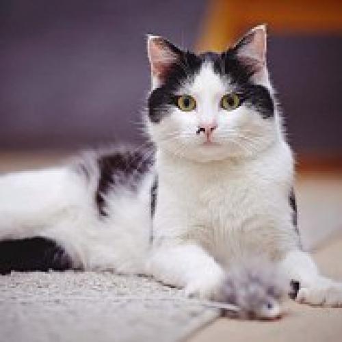 Главный кошачий секрет. 03