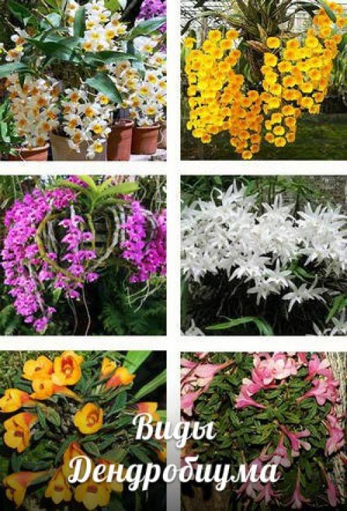 Лучшие из лучших? 04