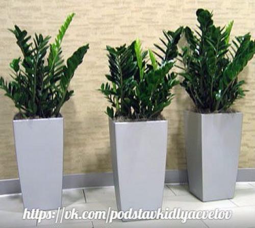 Замиокулькас - элегантный джентльмен. 01