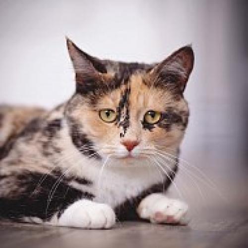 Главный кошачий секрет. 06