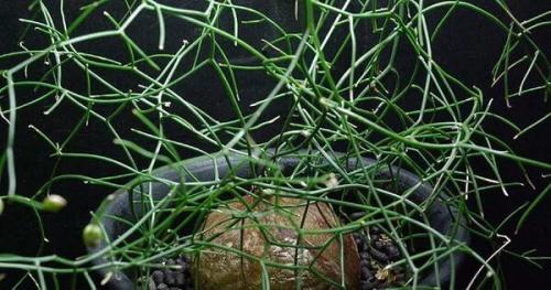 Схизобазис - странный вид и простой характер. 01 Схизобазис - странный вид и простой характер. 01