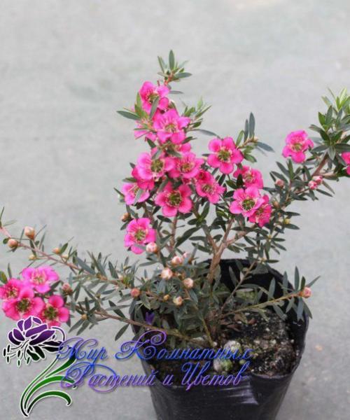 Манука - королева кадочных? 06 Манука - королева кадочных? 06