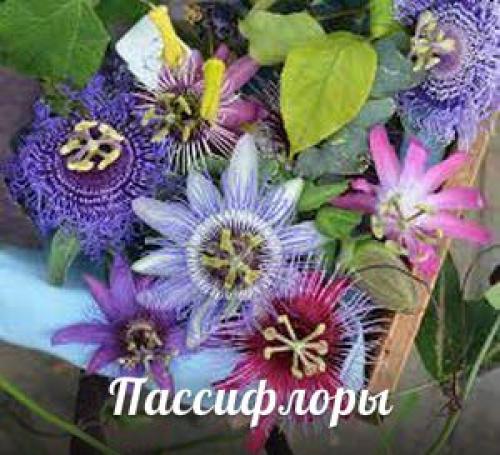 Лучшие из лучших? 05