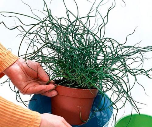 Такое растение, как джункус или ситник является чем-то новым и не совсем обычным для дизайна интерьеров. 03