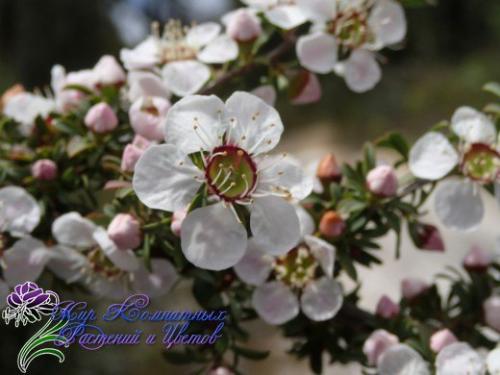 Манука - королева кадочных? 02 Манука - королева кадочных? 02