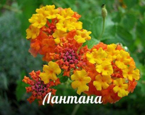 Лучшие из лучших?